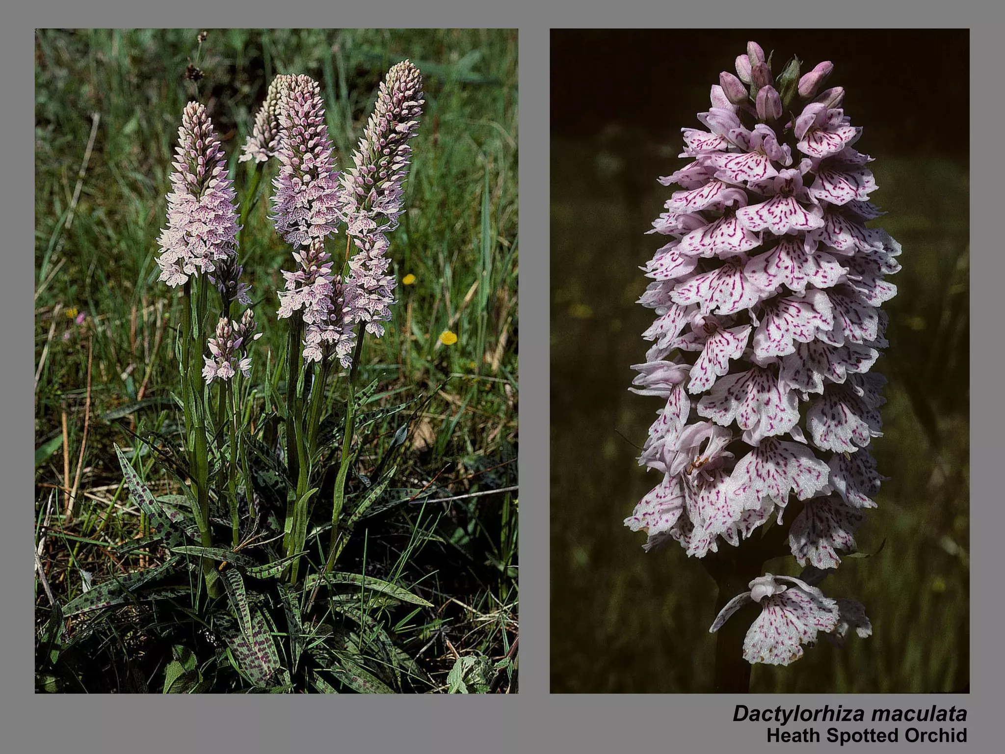 Dactylorhiza maculata Heath Spotted Orchid 