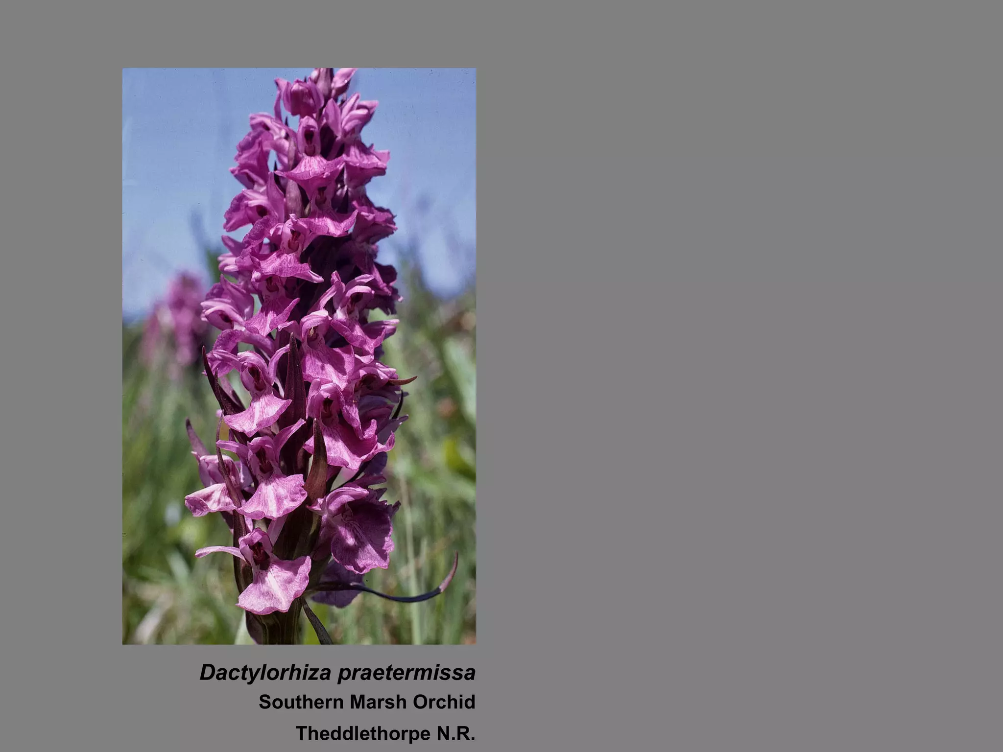Dactylorhiza praetermissa Southern Marsh Orchid Theddlethorpe N.R. 