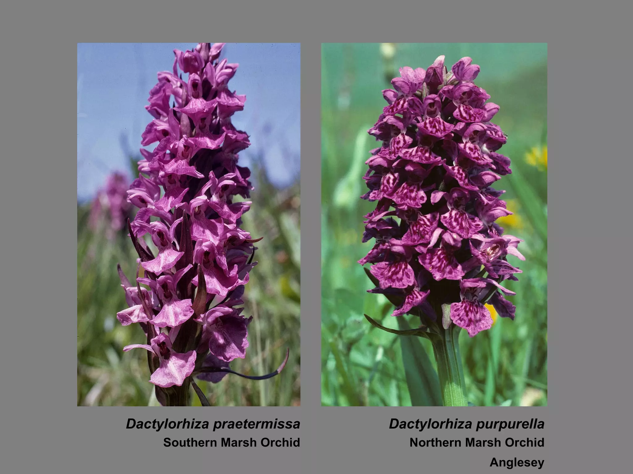 Dactylorhiza praetermissa Southern Marsh Orchid Dactylorhiza purpurella Northern Marsh Orchid Anglesey 