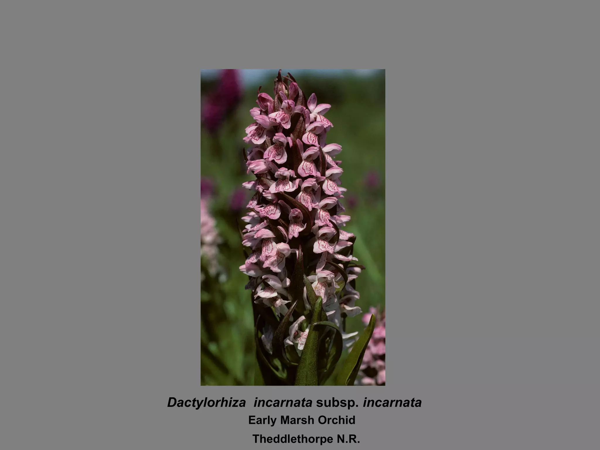 Dactylorhiza  incarnata  subsp.  incarnata Early Marsh Orchid Theddlethorpe N.R. 