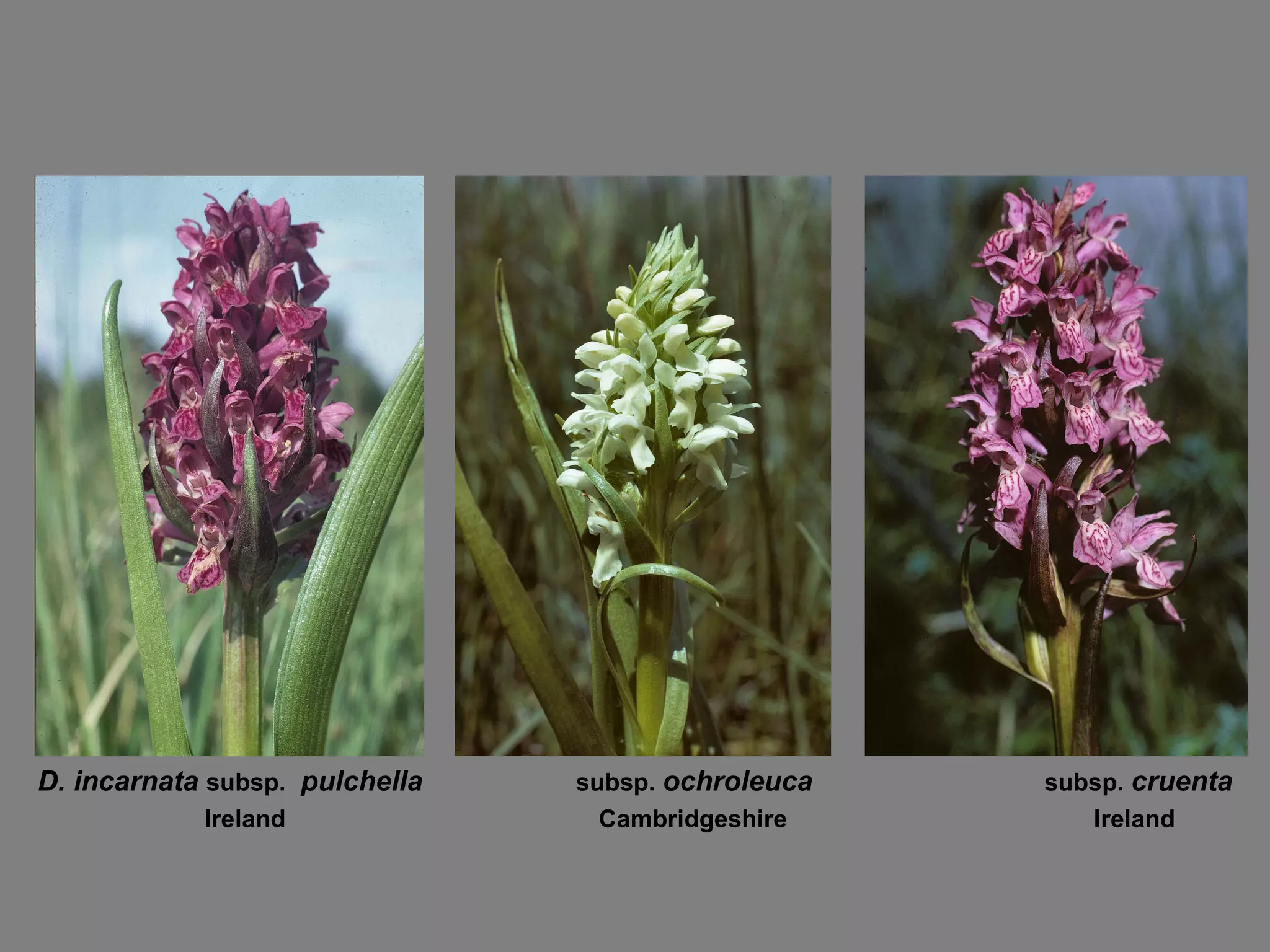 D. incarnata  subsp.  pulchella subsp.  ochroleuca subsp.  cruenta Ireland Ireland  Cambridgeshire  