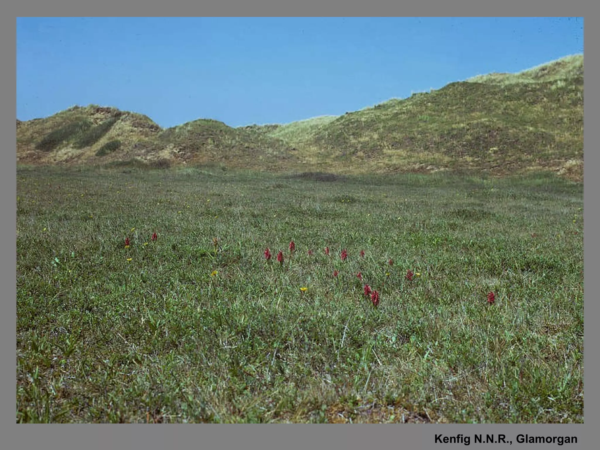 Kenfig N.N.R., Glamorgan 