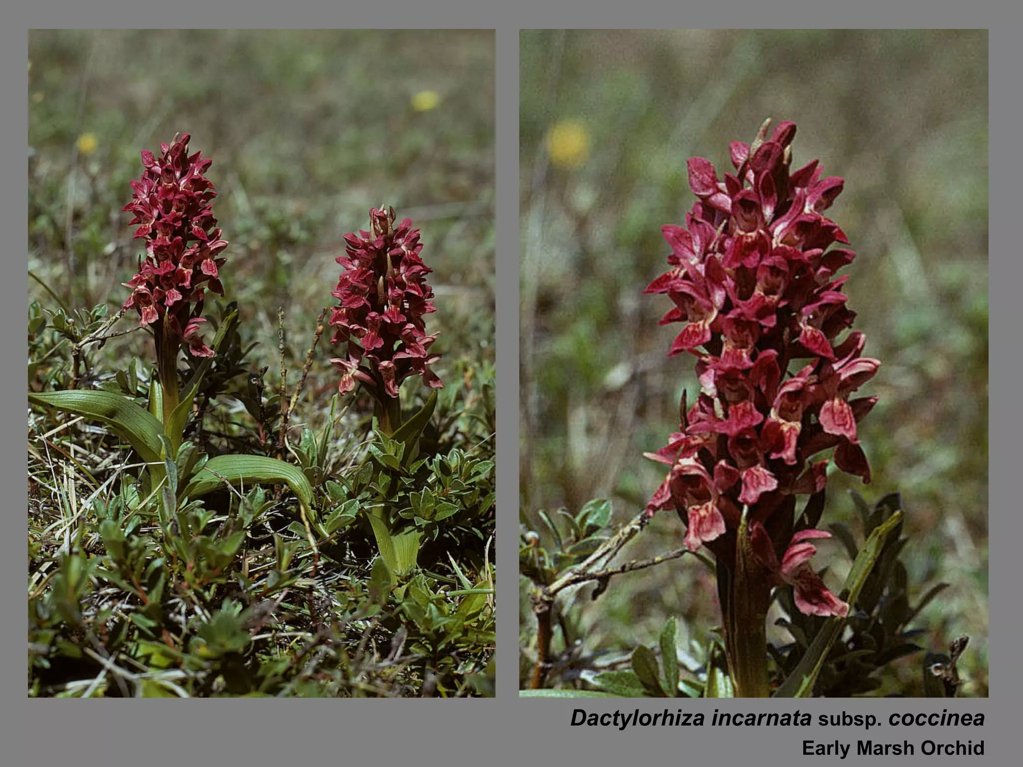 Dactylorhiza incarnata  subsp.  coccinea Early Marsh Orchid 