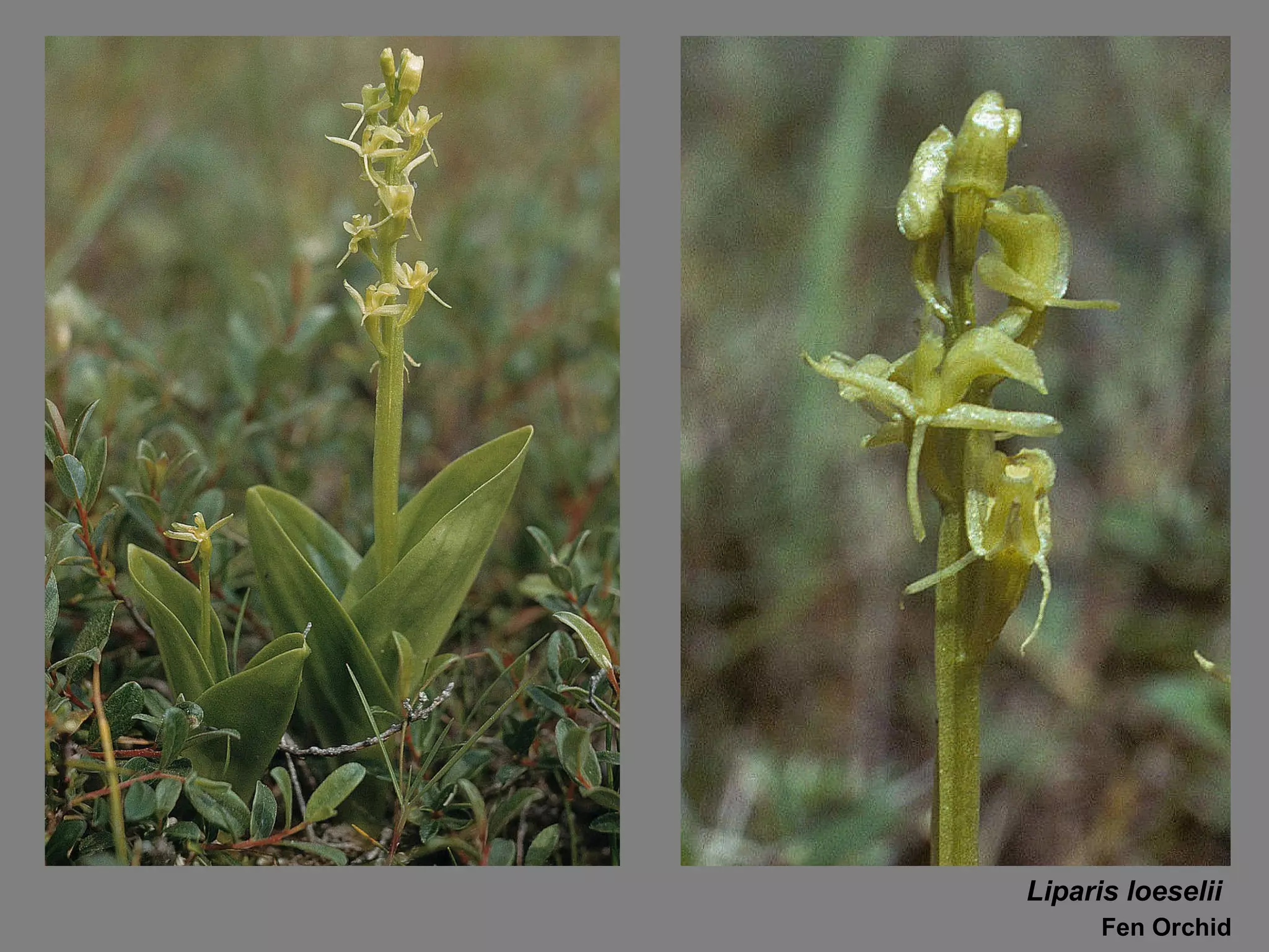 Liparis loeselii Fen Orchid 