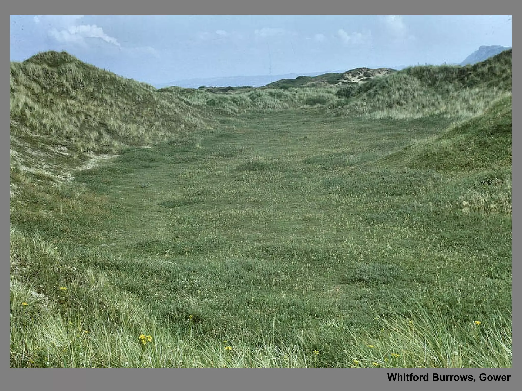 Whitford Burrows, Gower 