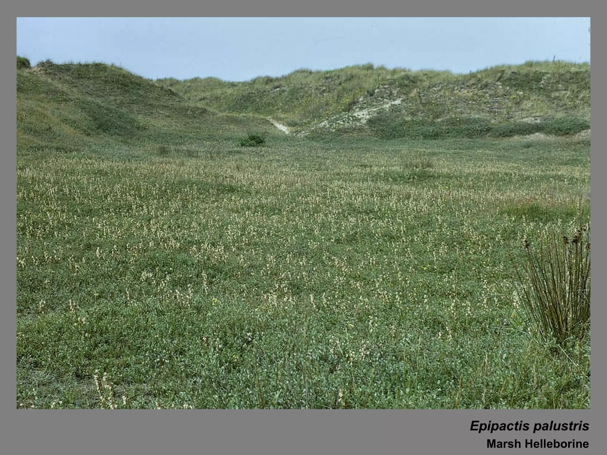Epipactis palustris Marsh Helleborine 