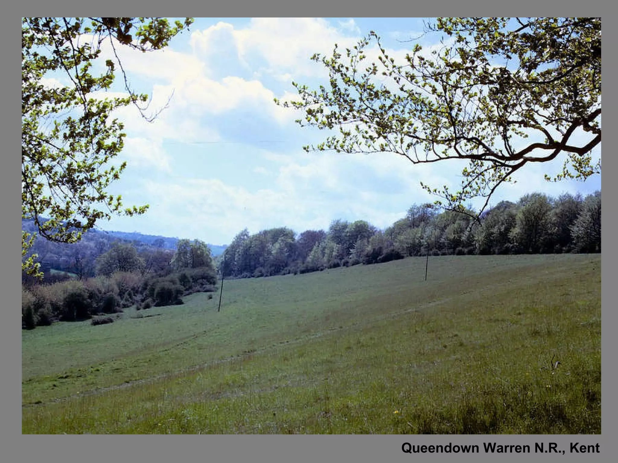 Queendown Warren N.R., Kent 