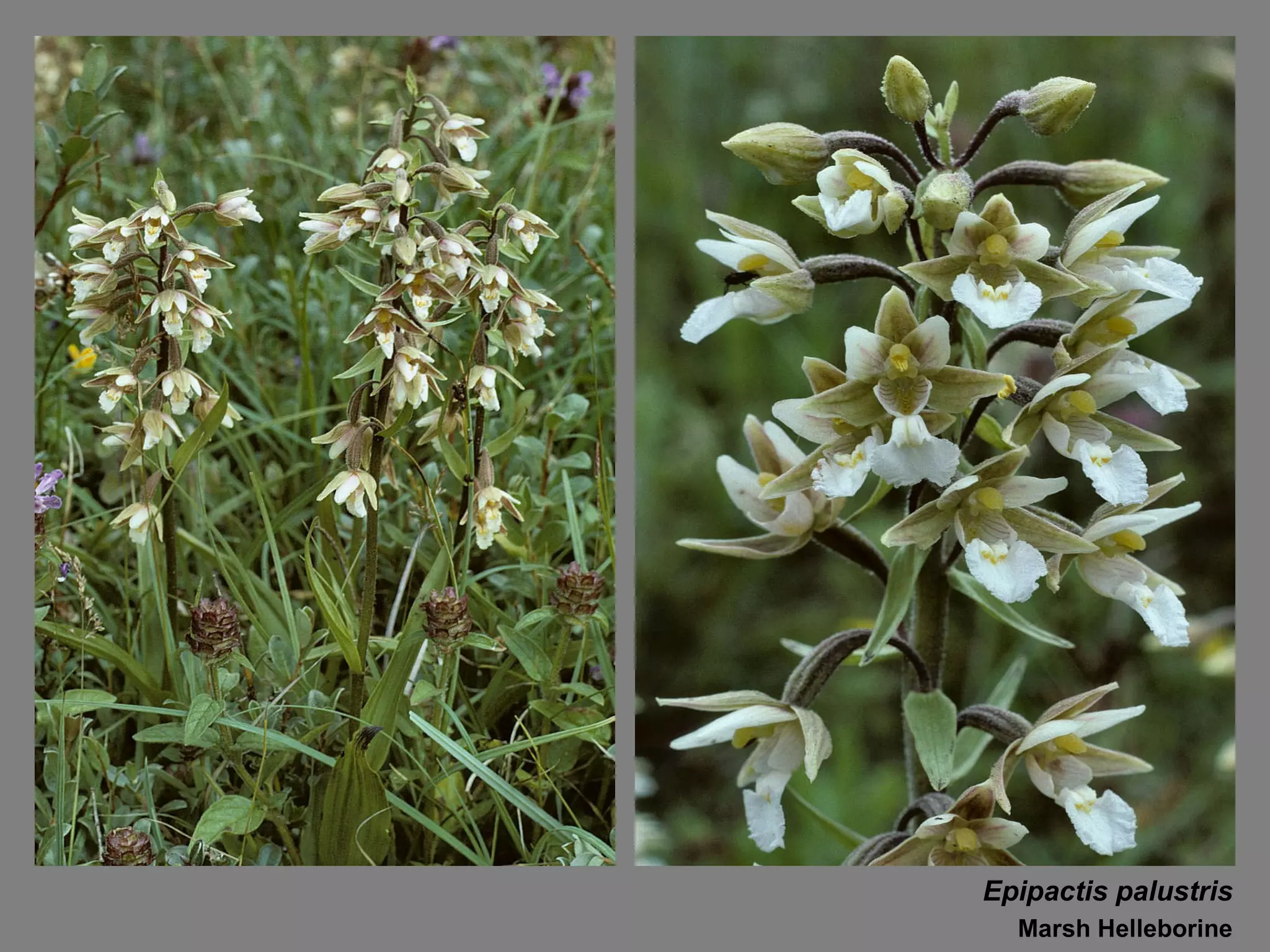 Epipactis palustris Marsh Helleborine 