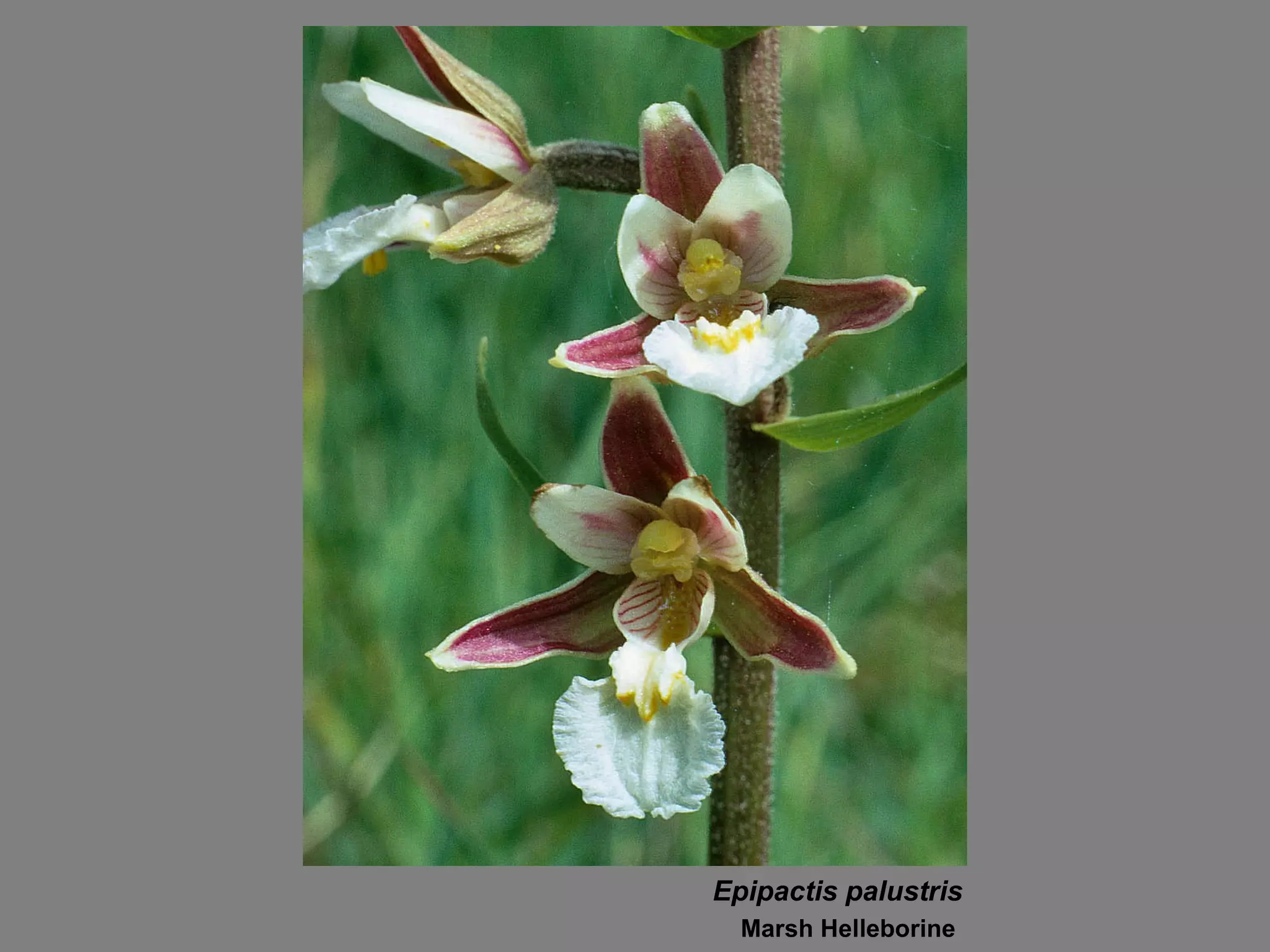 Epipactis palustris Marsh Helleborine  