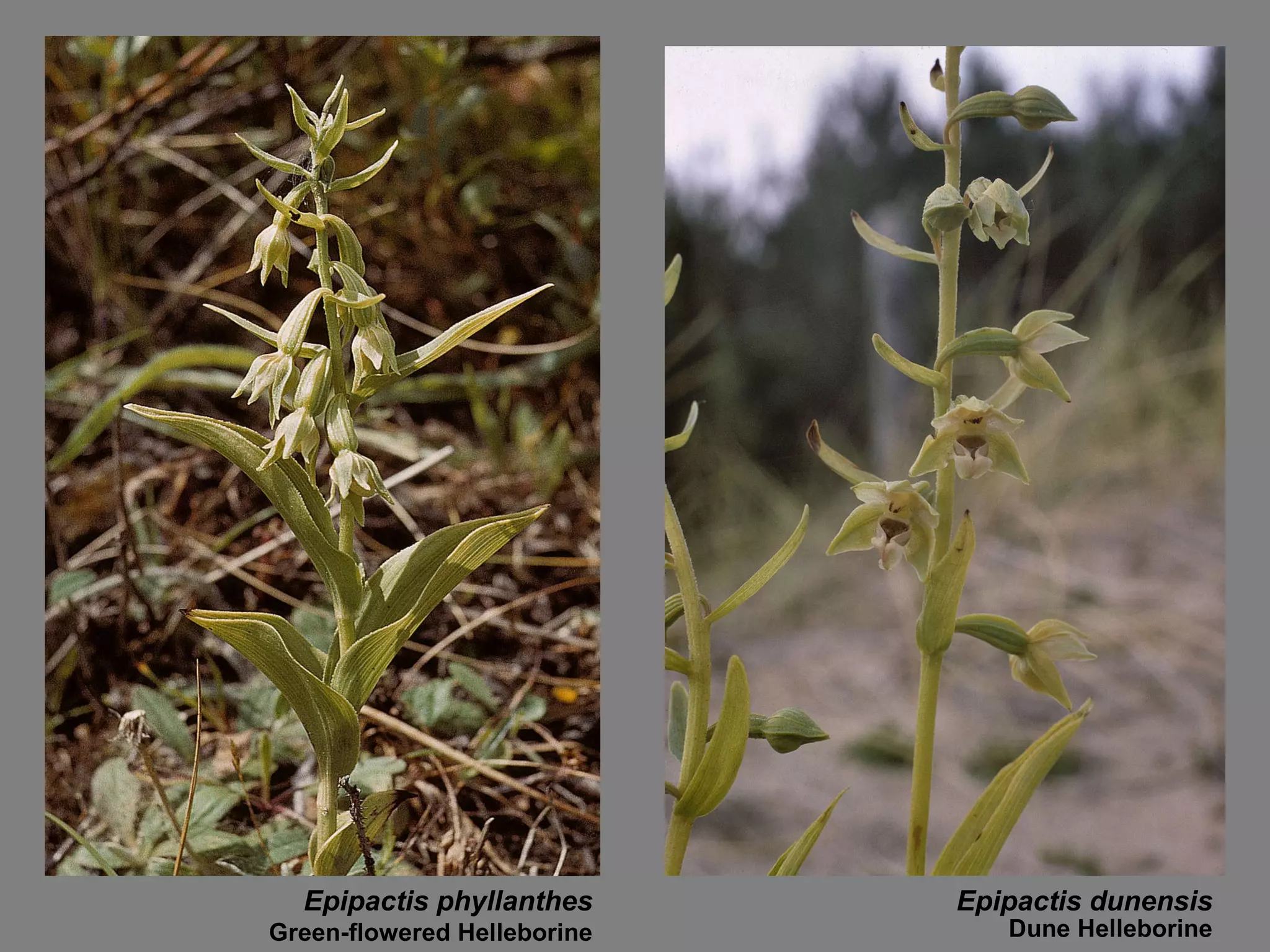Epipactis phyllanthes Epipactis dunensis Green-flowered Helleborine Dune Helleborine 