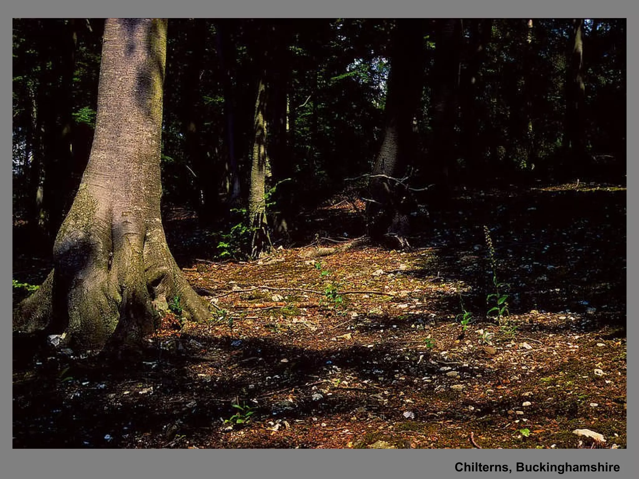 Chilterns, Buckinghamshire 