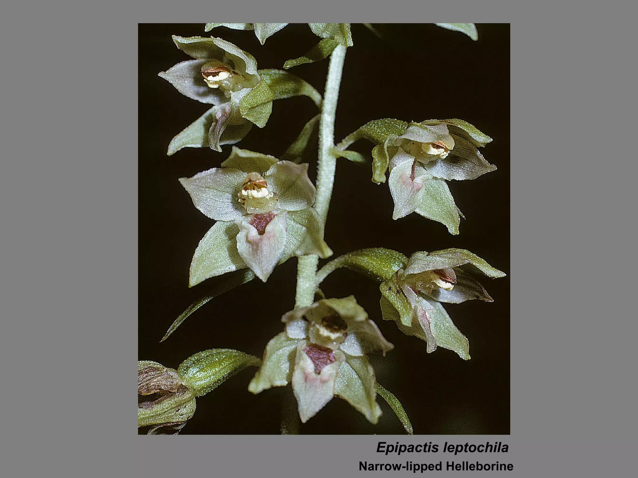 Epipactis leptochila Narrow-lipped Helleborine 