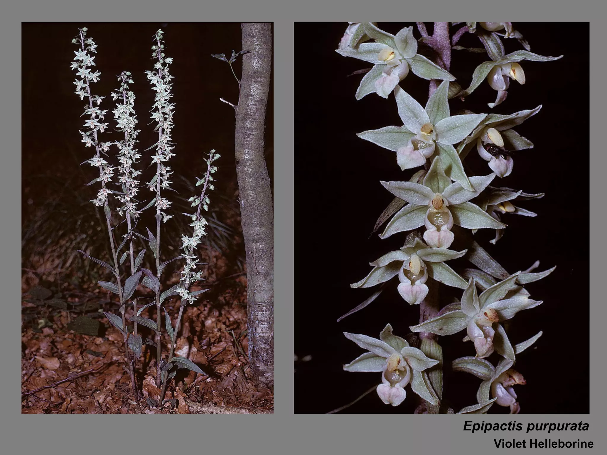 Epipactis purpurata Violet Helleborine 