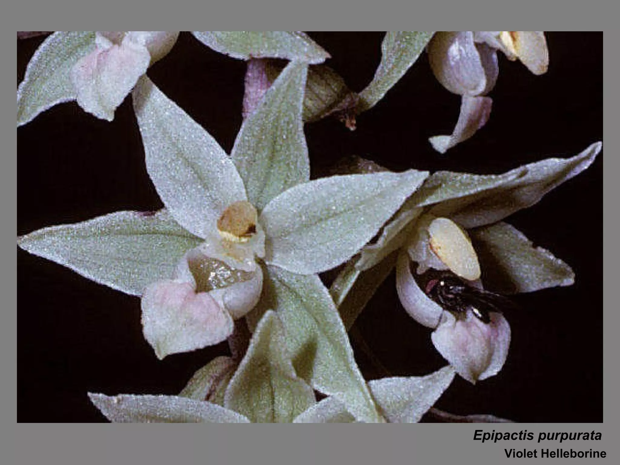 Epipactis purpurata Violet Helleborine 