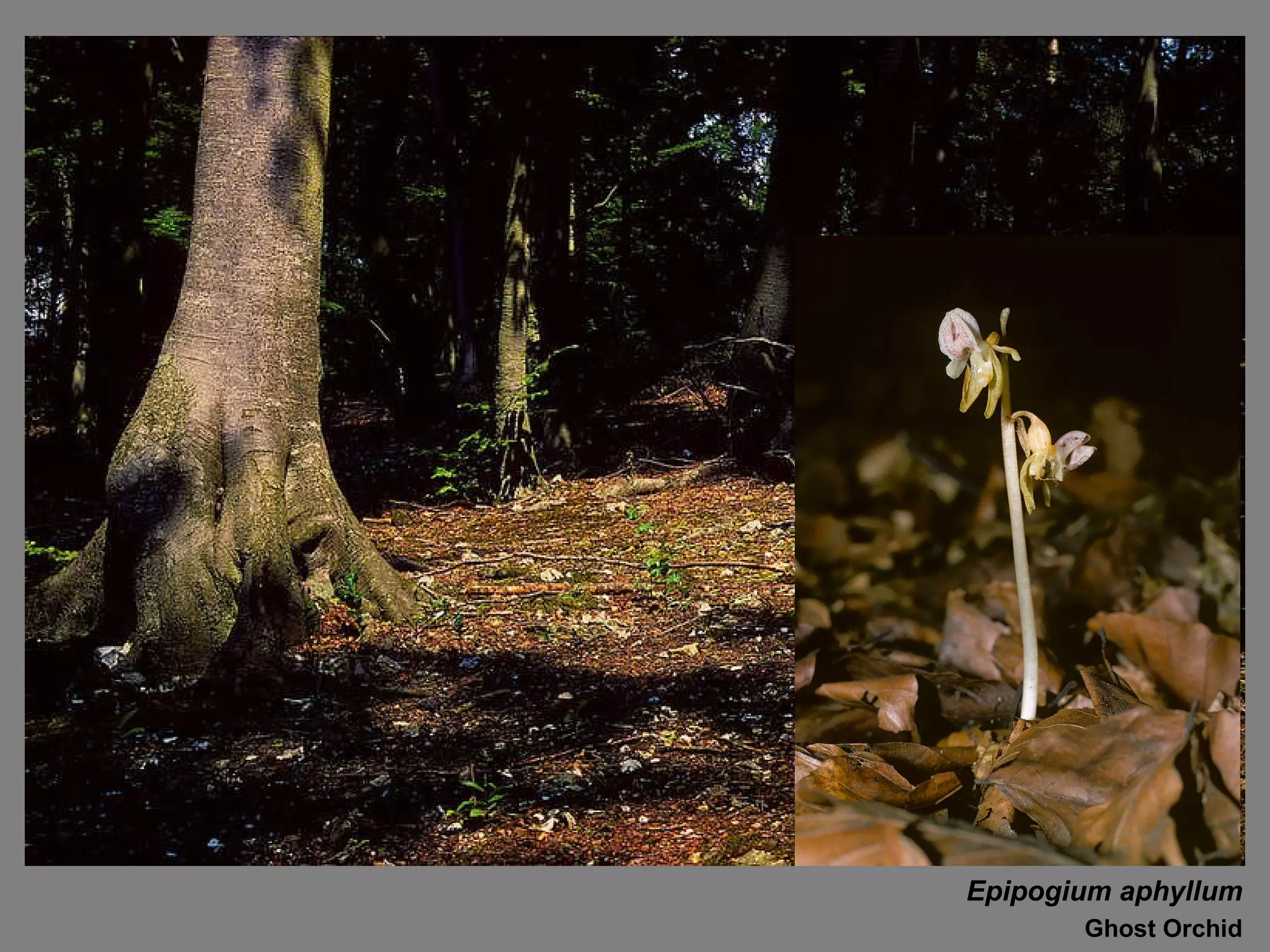 Epipogium aphyllum Ghost Orchid 