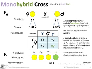Theoretical Genetics | PPTX