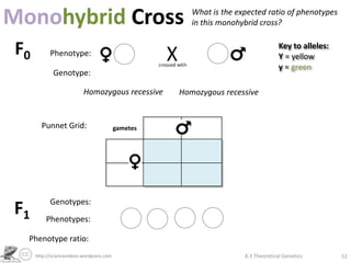 Monohybrid Cross                                        What is the expected ratio of phenotypes
                                                        in this monohybrid cross?


 F0         Phenotype:
                                                                                    Key to alleles:
                                                                                    Y = yellow
                                                                                    y = green
             Genotype:

                           Homozygous recessive      Homozygous recessive


        Punnet Grid:                       gametes




            Genotypes:
F1        Phenotypes:

  Phenotype ratio:
      http://sciencevideos.wordpress.com                              4.3 Theoretical Genetics        12
 