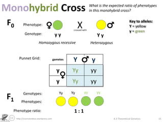 Monohybrid Cross                                                 What is the expected ratio of phenotypes
                                                                 in this monohybrid cross?


 F0         Phenotype:
                                                                                              Key to alleles:
                                                                                              Y = yellow
                                                                                              y = green
             Genotype:                      yy                         Yy
                           Homozygous recessive                  Heterozygous


        Punnet Grid:                       gametes    Y           y
                                             y       Yy           yy
                                             y       Yy           yy
            Genotypes:                         Yy    Yy     yy         yy
F1        Phenotypes:

  Phenotype ratio:                                    1:1
      http://sciencevideos.wordpress.com                                        4.3 Theoretical Genetics        15
 