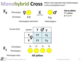 Monohybrid Cross                                                  What is the expected ratio of phenotypes
                                                                  in this monohybrid cross?


 F0         Phenotype:
                                                                                               Key to alleles:
                                                                                               Y = yellow
                                                                                               y = green
             Genotype:                      YY                          Yy
                          Homozygous dominant                     Heterozygous


        Punnet Grid:                       gametes       Y         y
                                             Y          YY         Yy
                                             Y          YY         Yy
            Genotypes:                         YY       YY   Yy         Yy
F1        Phenotypes:

  Phenotype ratio:                                   All yellow
      http://sciencevideos.wordpress.com                                         4.3 Theoretical Genetics        17
 