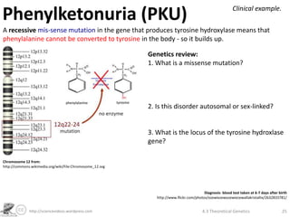 Phenylketonuria (PKU)                                                                                      Clinical example.

A recessive mis-sense mutation in the gene that produces tyrosine hydroxylase means that
phenylalanine cannot be converted to tyrosine in the body - so it builds up.

                                                           Genetics review:
                                                           1. What is a missense mutation?




                                                           2. Is this disorder autosomal or sex-linked?


                                                           3. What is the locus of the tyrosine hydroxlase
                                                           gene?

Chromosome 12 from:
http://commons.wikimedia.org/wiki/File:Chromosome_12.svg




                                                                                         Diagnosis- blood test taken at 6-7 days after birth
                                                              http://www.flickr.com/photos/ozewiezewozewiezewallakristallix/2632833781/


              http://sciencevideos.wordpress.com                                         4.3 Theoretical Genetics                        25
 