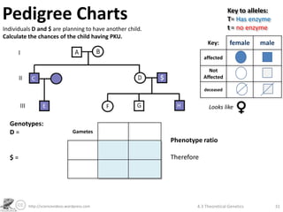 Pedigree Charts                                                                      Key to alleles:
                                                                                     T= Has enzyme
Individuals D and $ are planning to have another child.                              t = no enzyme
Calculate the chances of the child having PKU.
                                                                           Key:       female     male

                                                                          affected

                                                                            Not
                                                          $               Affected

                                                                          deceased


                                                                            Looks like

  Genotypes:
  D=                              Gametes
                                                              Phenotype ratio

  $=                                                          Therefore




          http://sciencevideos.wordpress.com                          4.3 Theoretical Genetics          31
 