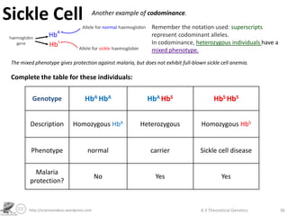 Sickle Cell                                   Another example of codominance.

                                                                 Remember the notation used: superscripts
                                                                 represent codominant alleles.
                                                                 In codominance, heterozygous individuals have a
                                                                 mixed phenotype.
 The mixed phenotype gives protection against malaria, but does not exhibit full-blown sickle cell anemia.

 Complete the table for these individuals:

          Genotype                     HbA HbA                  HbA HbS                    HbS HbS


         Description            Homozygous HbA               Heterozygous            Homozygous HbS


          Phenotype                     normal                   carrier            Sickle cell disease


           Malaria
                                              No                  Yes                          Yes
         protection?


         http://sciencevideos.wordpress.com                                          4.3 Theoretical Genetics      36
 