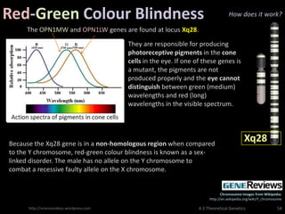 Red-Green Colour Blindness                                                          How does it work?

     The OPN1MW and OPN1LW genes are found at locus Xq28.

                                           They are responsible for producing
                                           photoreceptive pigments in the cone
                                           cells in the eye. If one of these genes is
                                           a mutant, the pigments are not
                                           produced properly and the eye cannot
                                           distinguish between green (medium)
                                           wavelengths and red (long)
                                           wavelengths in the visible spectrum.




Because the Xq28 gene is in a non-homologous region when compared
                                                                                             Xq28
to the Y chromosome, red-green colour blindness is known as a sex-
linked disorder. The male has no allele on the Y chromosome to
combat a recessive faulty allele on the X chromosome.


                                                                                 Chromosome images from Wikipedia:
                                                                          http://en.wikipedia.org/wiki/Y_chromosome

      http://sciencevideos.wordpress.com                             4.3 Theoretical Genetics                   54
 