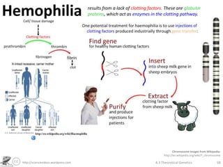 Hemophilia                             results from a lack of clotting factors. These are globular
                                       proteins, which act as enzymes in the clotting pathway.




                                                                                      Chromosome images from Wikipedia:
                                                                               http://en.wikipedia.org/wiki/Y_chromosome

  http://sciencevideos.wordpress.com                                      4.3 Theoretical Genetics                   58
 
