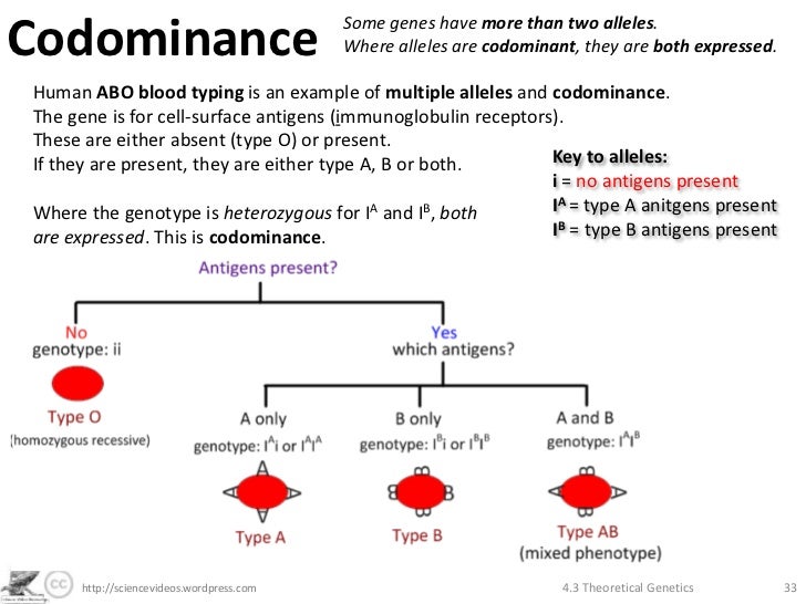 Codomiance In Genetics Refers To: : Intro to Genetics - Lesson Four - Part 1: Incomplete ...