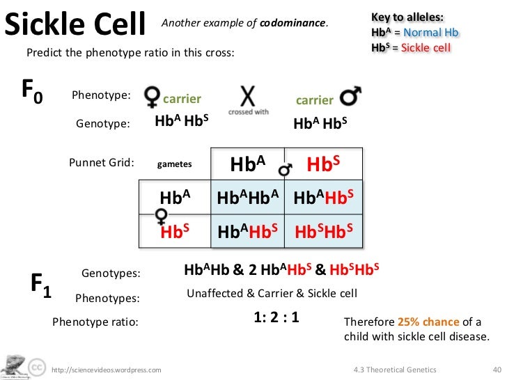 Theoretical Genetics