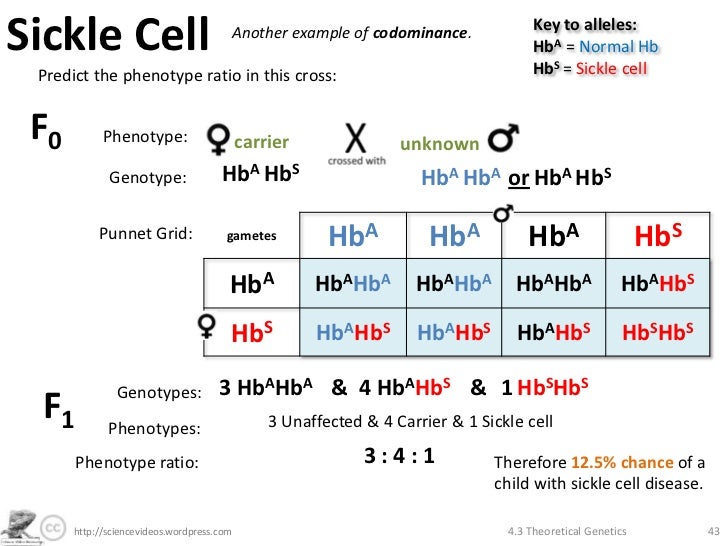 Sickle Cell Genotype Chart