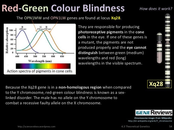 what gene or chromosome is affected by color blindness what gene or chromosome is affected by color blindness