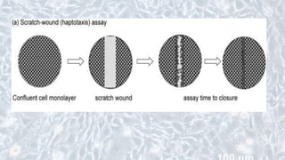 • genetic changes has impacts on cell behaviors such as cell
migration and differentiation
• interrogated cell migration
- Boyden chamber systems
- monolayer scratch assays
 