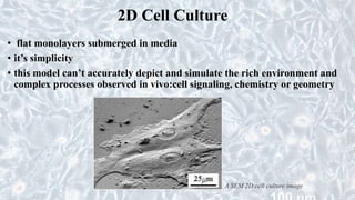 2D Cell Culture
• flat monolayers submerged in media
• it’s simplicity
• this model can’t accurately depict and simulate the rich environment and
complex processes observed in vivo:cell signaling, chemistry or geometry
A SEM 2D cell culture image
 