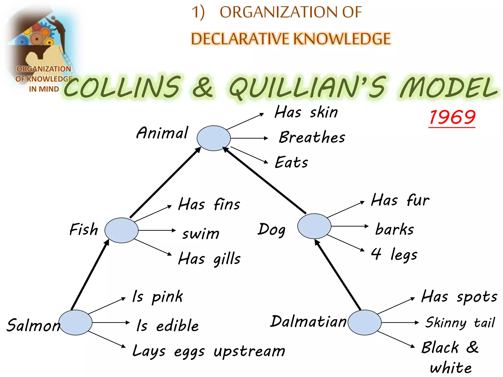 1) ORGANIZATION OF 
DECLARATIVE KNOWLEDGE 
ORGANIZATION 
OF KNOWLEDGE 
IN MINDCOLLINS & QUILLIAN’S MODEL 
Has skin 
Breathes 
Eats 
Animal 
Salmon 
Has fins 
swim 
Has gills 
Is pink 
Is edible 
Dog 
Lays eggs upstream 
Has fur 
1969 
Has spots 
barks 
4 legs 
Fish 
Black & 
white 
Dalmatian 
Skinny tail 
 