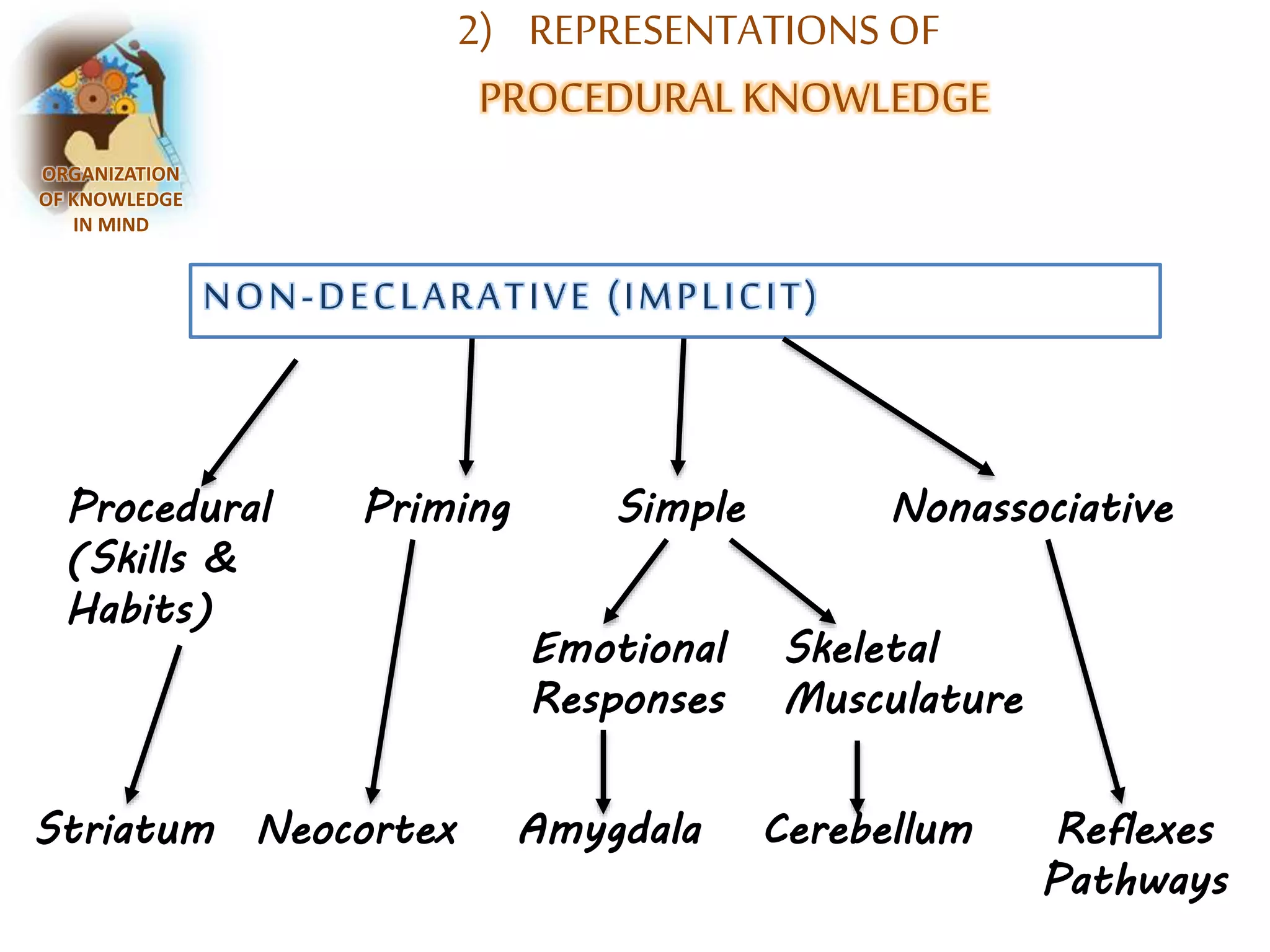 2) REPRESENTATIONS OF 
PROCEDURAL KNOWLEDGE 
ORGANIZATION 
OF KNOWLEDGE 
IN MIND 
NON-DECLARAT IVE ( IMP L ICI T ) 
Procedural Priming Simple Nonassociative 
(Skills & 
Habits) 
Emotional Skeletal 
Responses Musculature 
Striatum Neocortex Amygdala Cerebellum Reflexes 
Pathways 
 