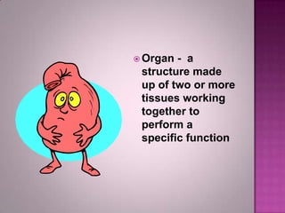Orgains Topic organization of living things | PPTX