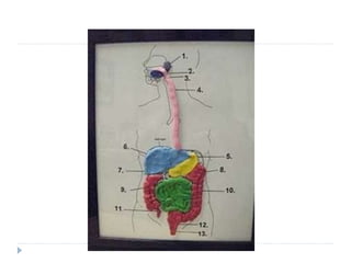 Digestive System Clay Model