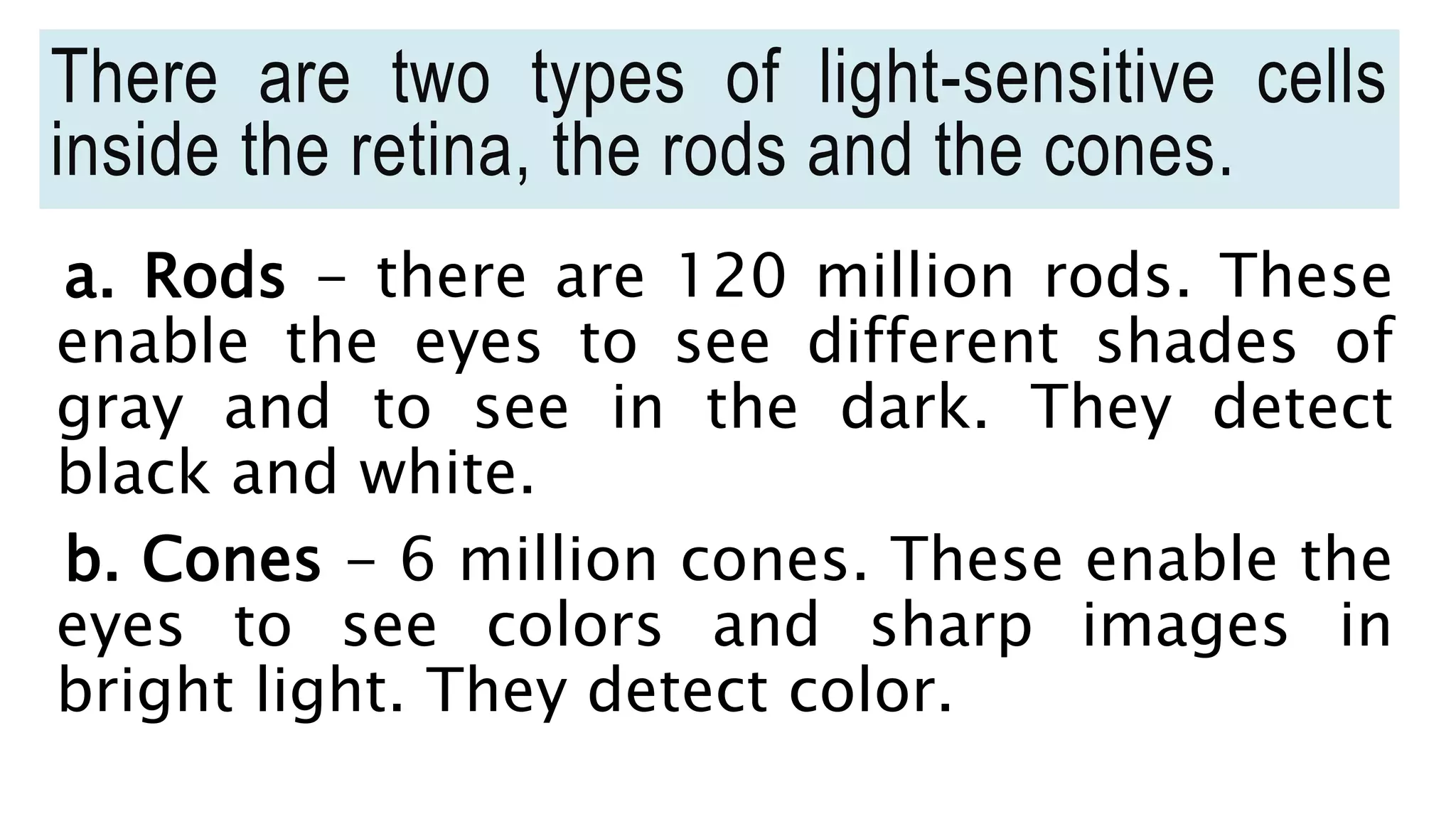 The Rods Detect The Organs of Sight and Hearing.pptx