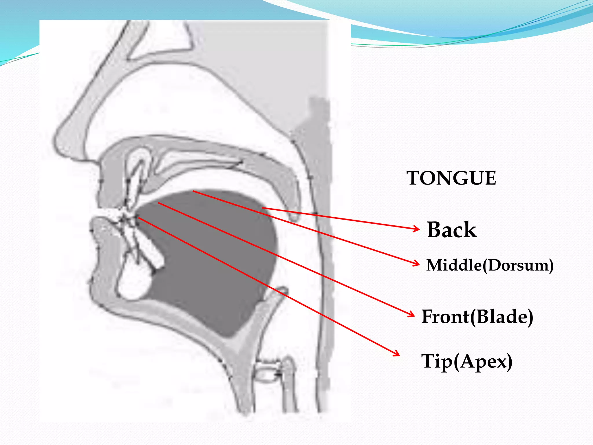 Back
Middle(Dorsum)
Front(Blade)
Tip(Apex)
TONGUE
 