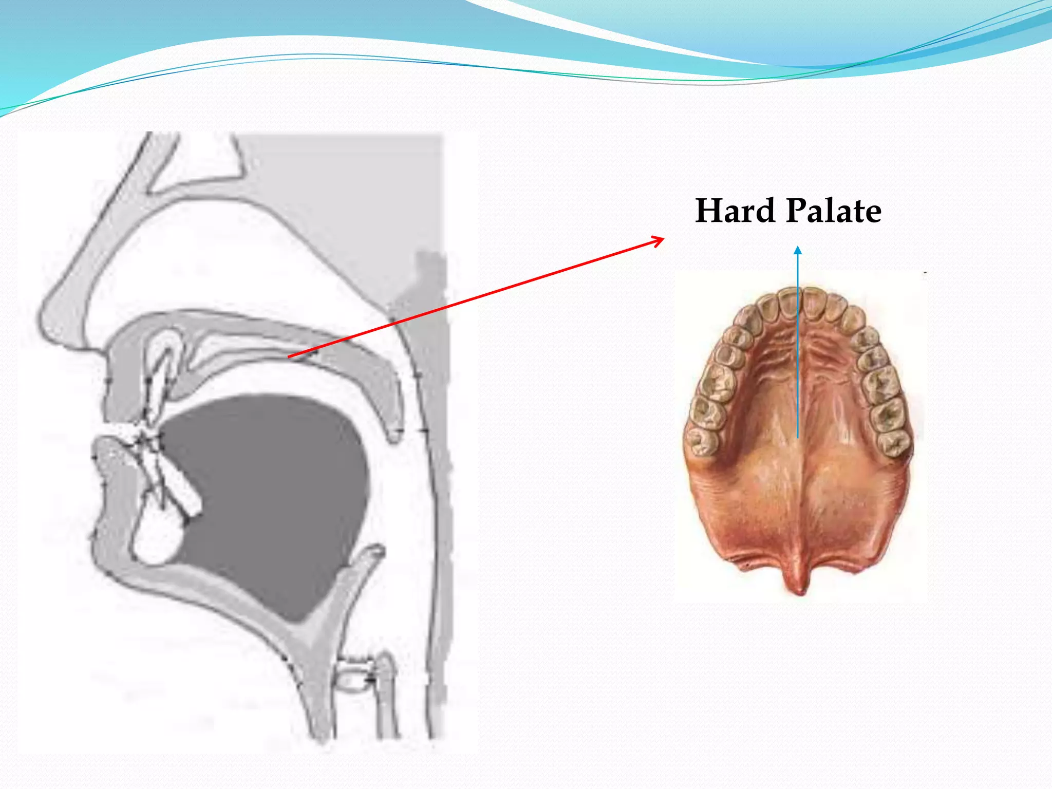 Hard Palate
 