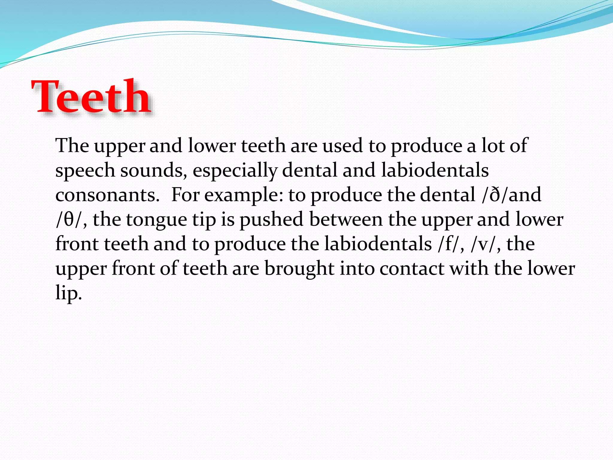 Teeth
The upper and lower teeth are used to produce a lot of
speech sounds, especially dental and labiodentals
consonants. For example: to produce the dental /ð/and
/θ/, the tongue tip is pushed between the upper and lower
front teeth and to produce the labiodentals /f/, /v/, the
upper front of teeth are brought into contact with the lower
lip.
 