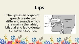 Labiel Sound The Organs of Speech and Monopthongs.pptx