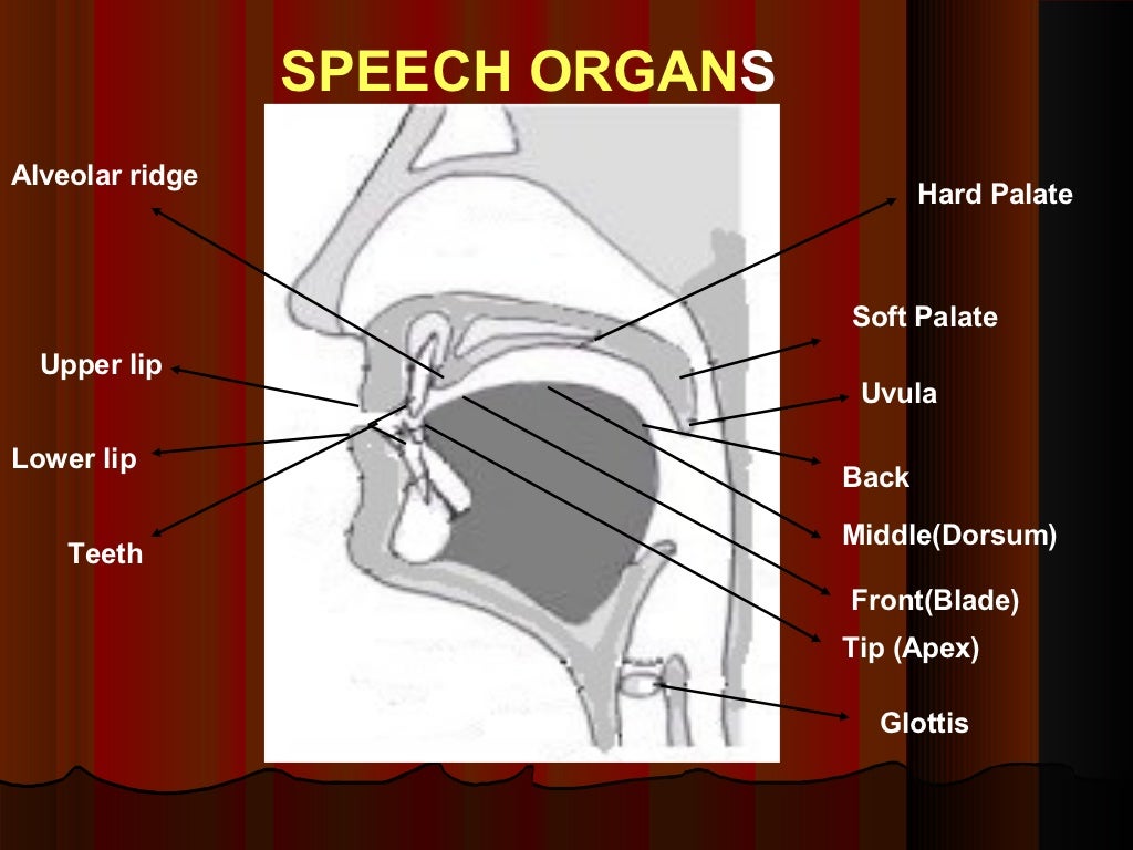 organs of speech in english language