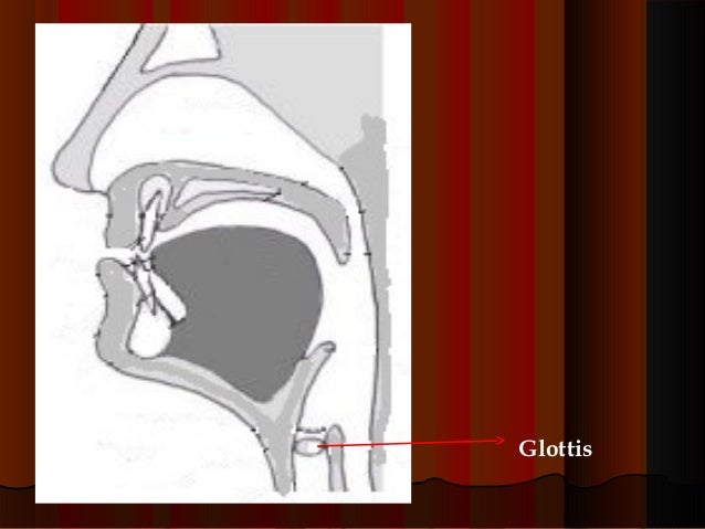 the organs of speech and their the organs of speech and their