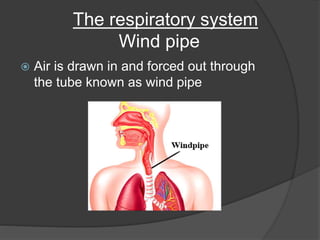 Common Cold Windpipe The organs of speech | PPTX