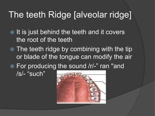 Deep Ridge Vs Shallow Ridge Tooth The organs of speech | PPTX