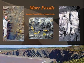 More Fossils Joggins Fossil Cliffs in Nova Scotia 
