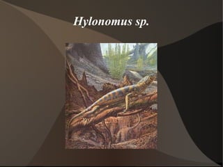 Hylonomus sp. 