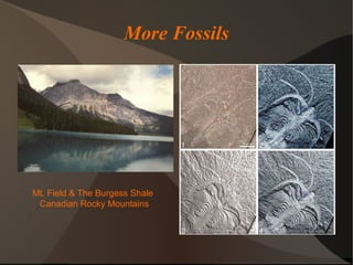 More Fossils Mt. Field & The Burgess Shale Canadian Rocky Mountains 